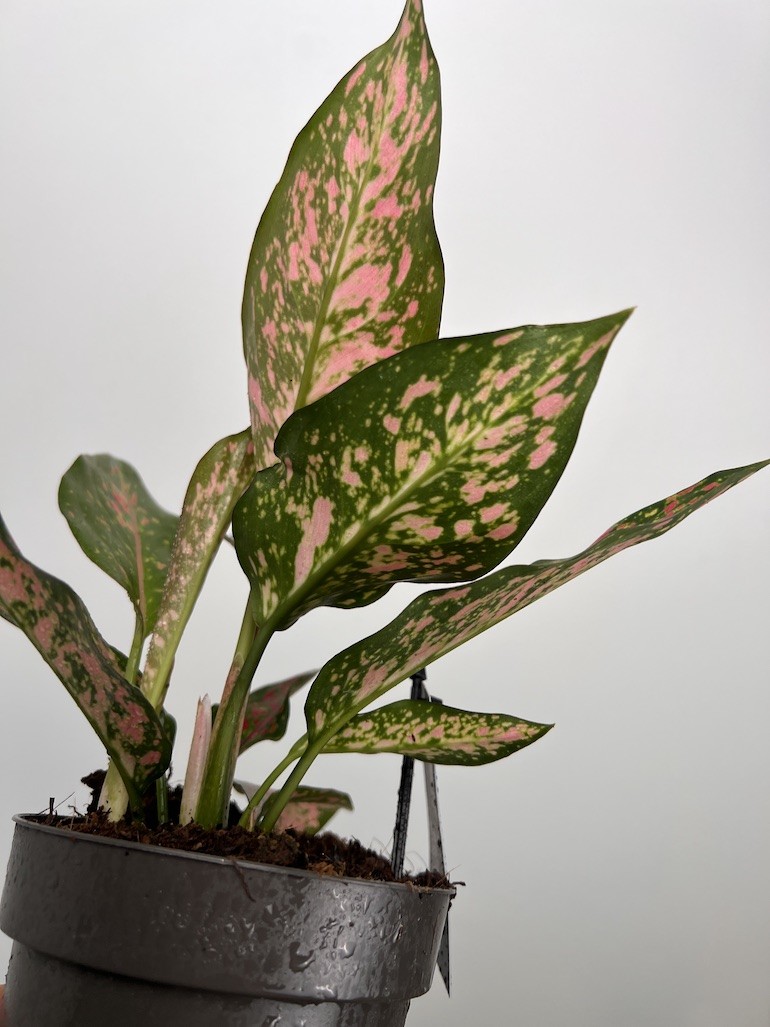 Aglaonema Strawberry Baby