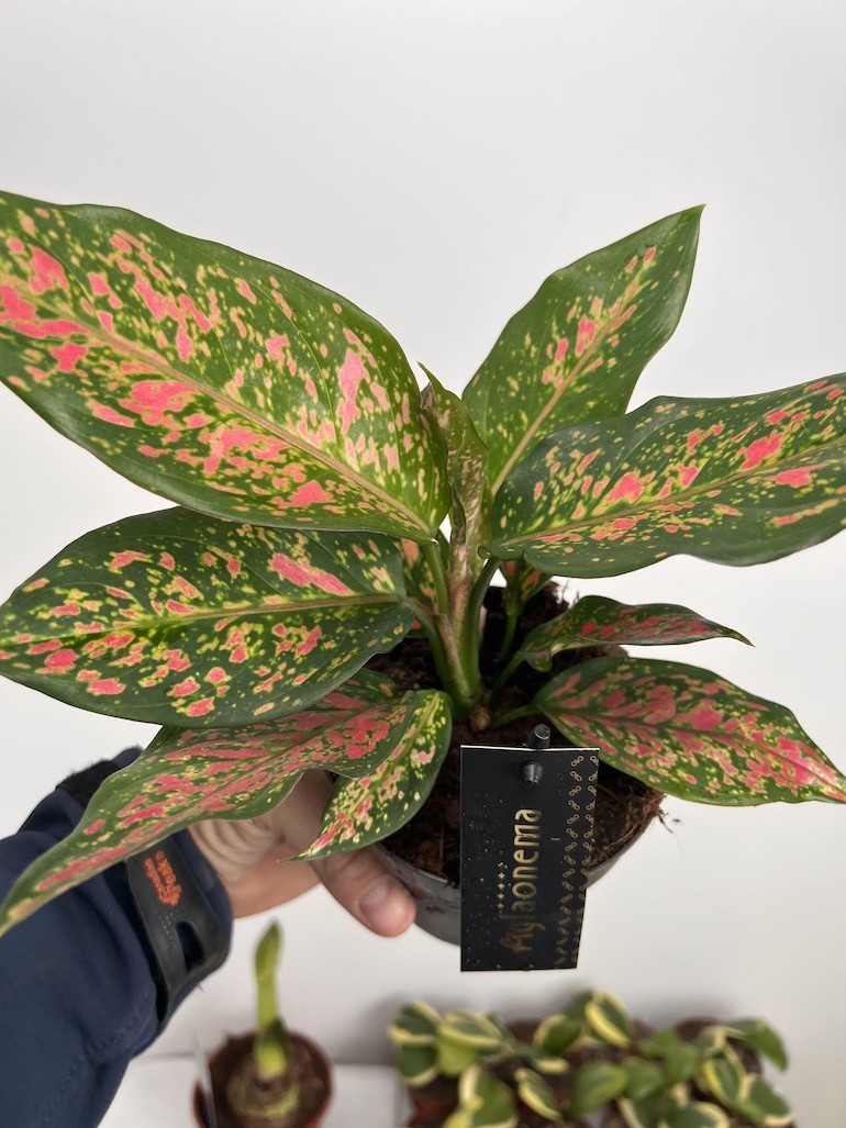 Aglaonema Strawberry Baby