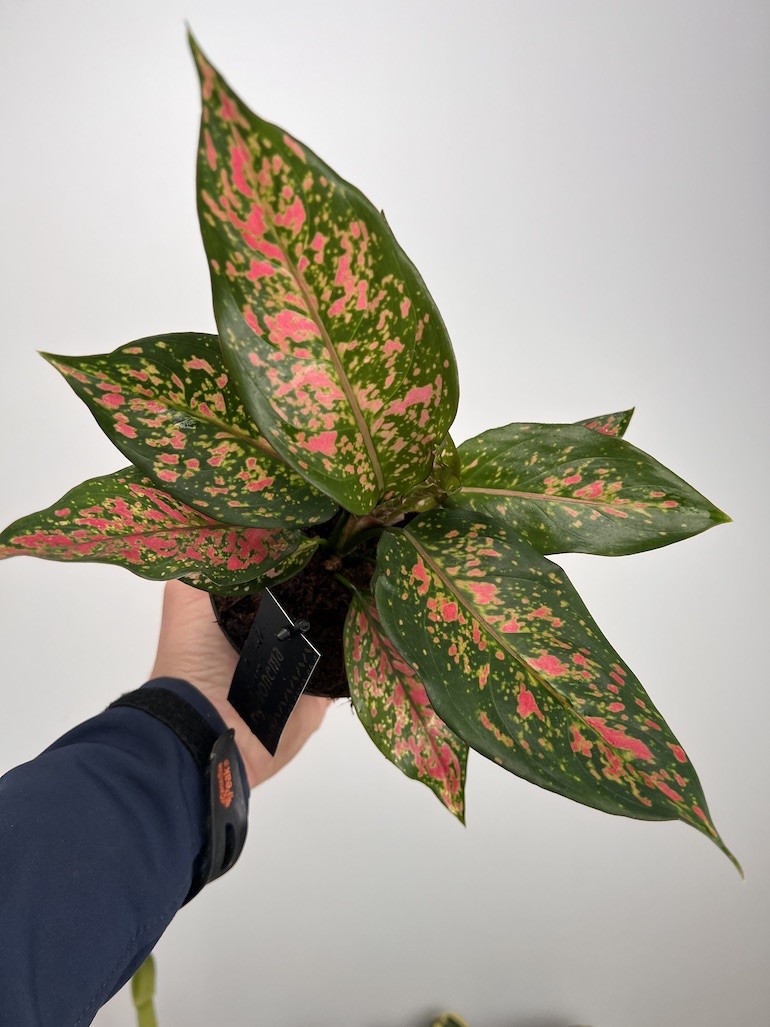Aglaonema Strawberry Baby