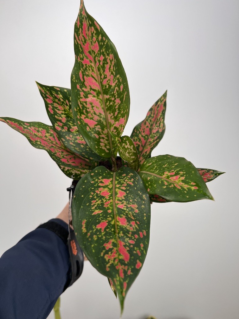 Aglaonema Strawberry Baby