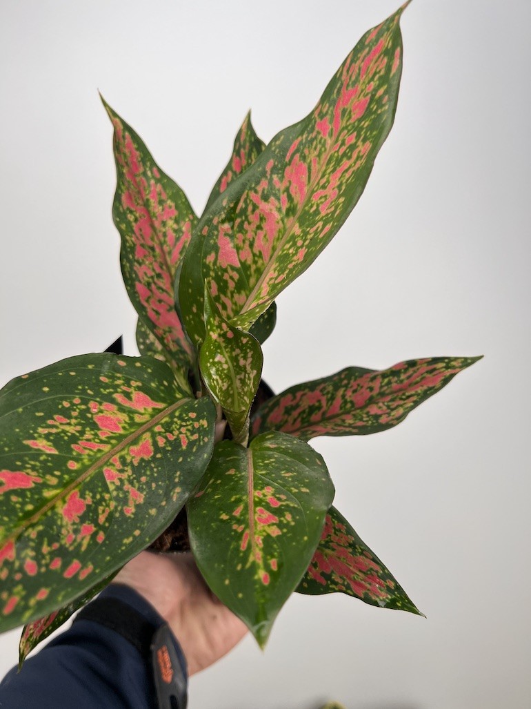 Aglaonema Strawberry Baby