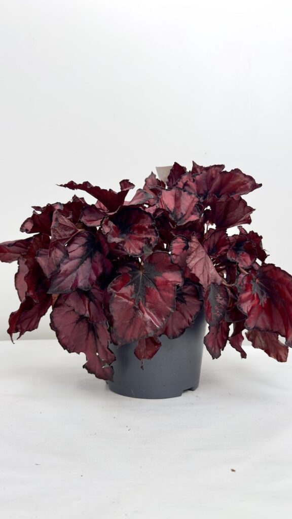 Begonia kohala red-Piękno w niezwykłej czerwieni