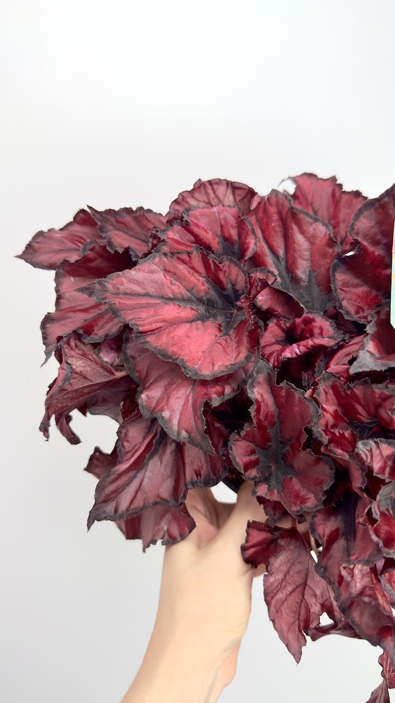 Begonia Kohala Red