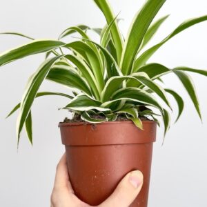 Chlorophytum Ocean-Zielistka