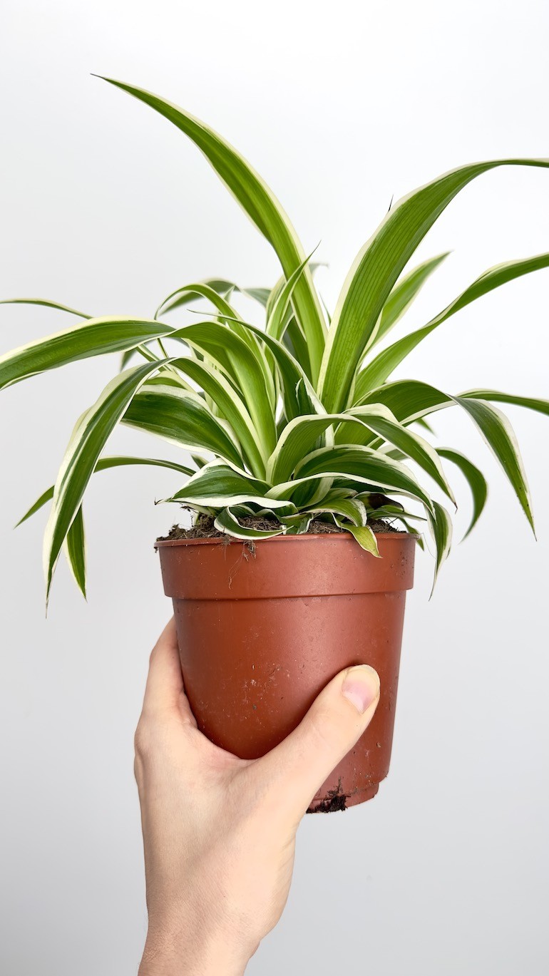 Chlorophytum Ocean