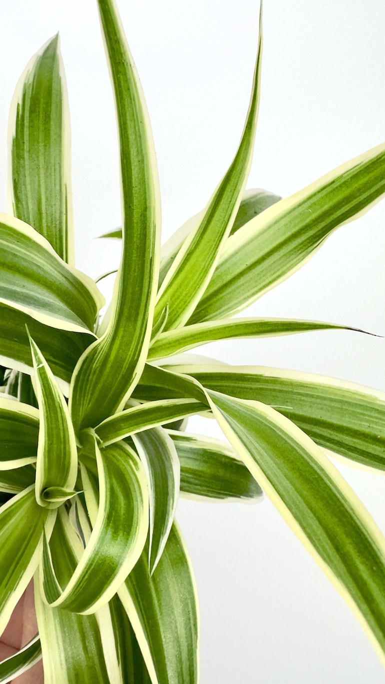 Chlorophytum Ocean