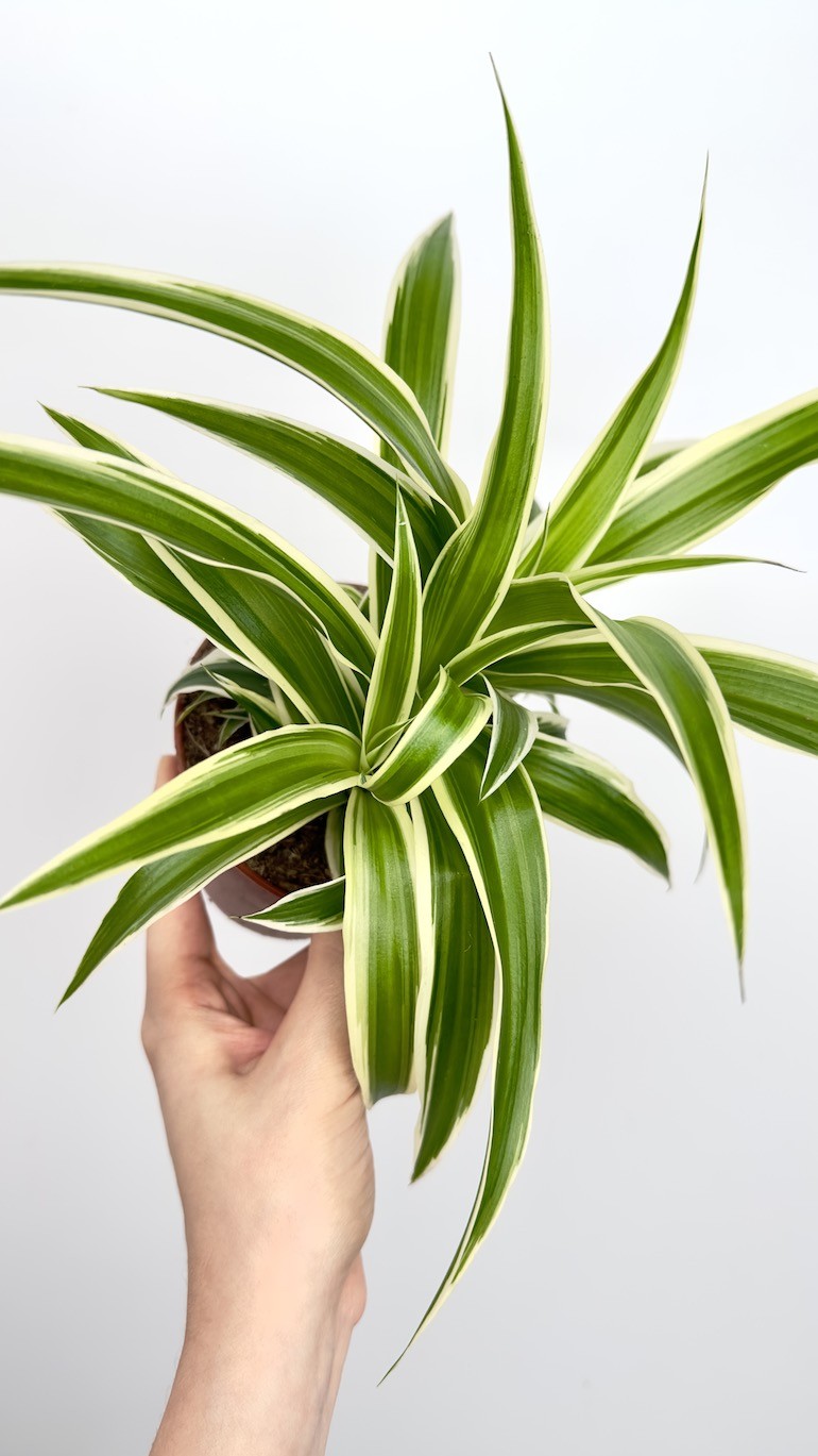 Chlorophytum Ocean