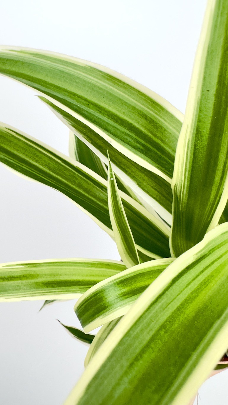 Chlorophytum Ocean