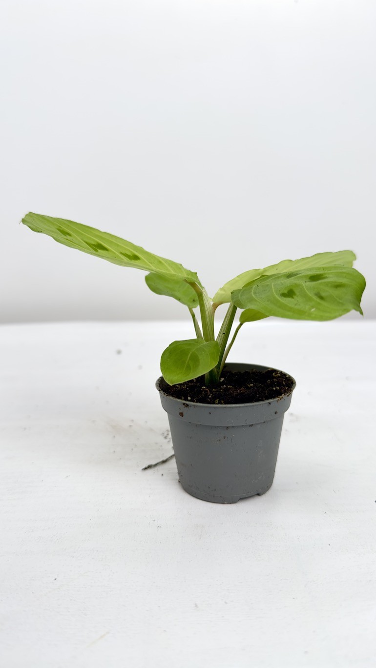 Maranta Lemon Lime