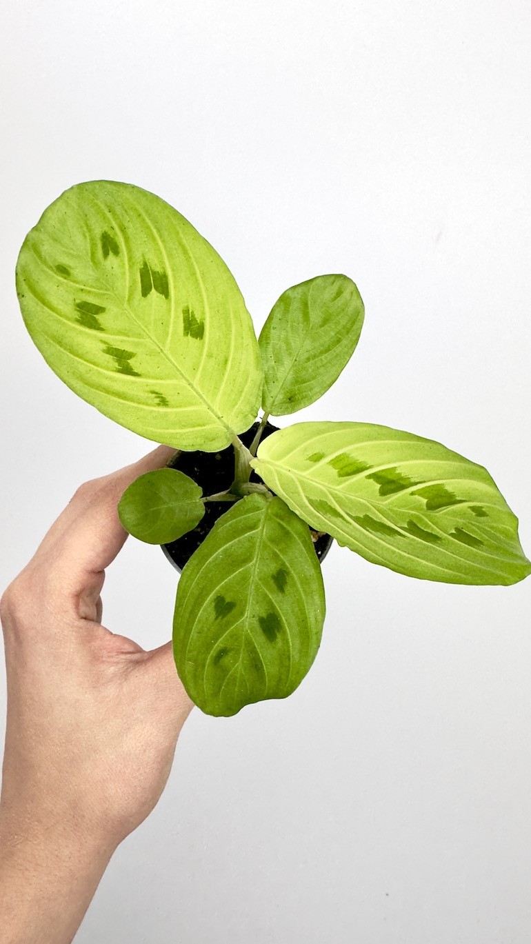 Maranta Lemon Lime