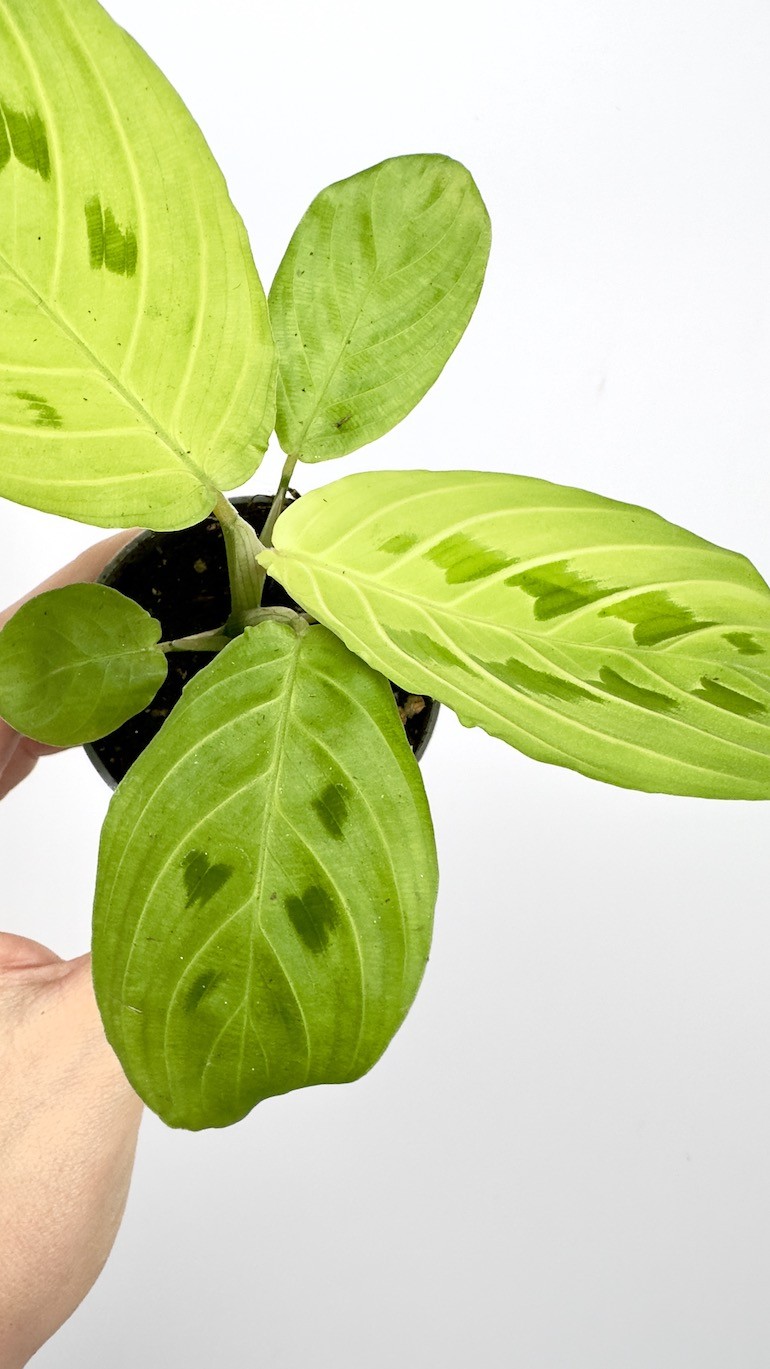 Maranta Lemon Lime