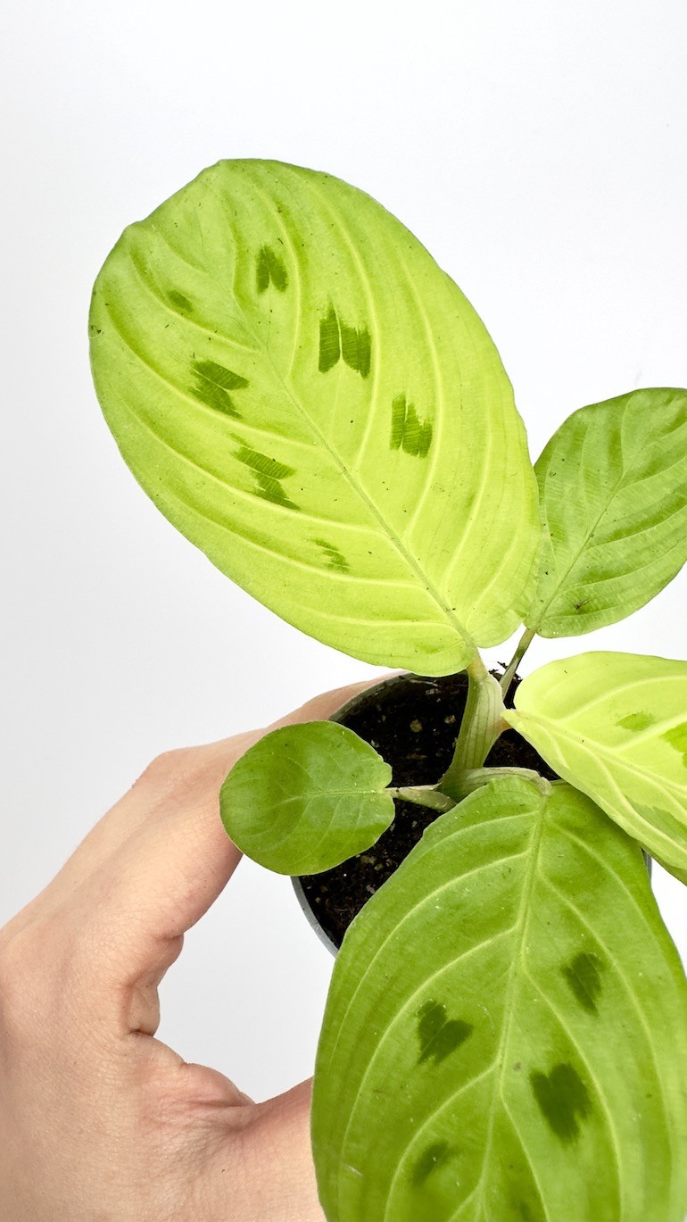 Maranta Lemon Lime