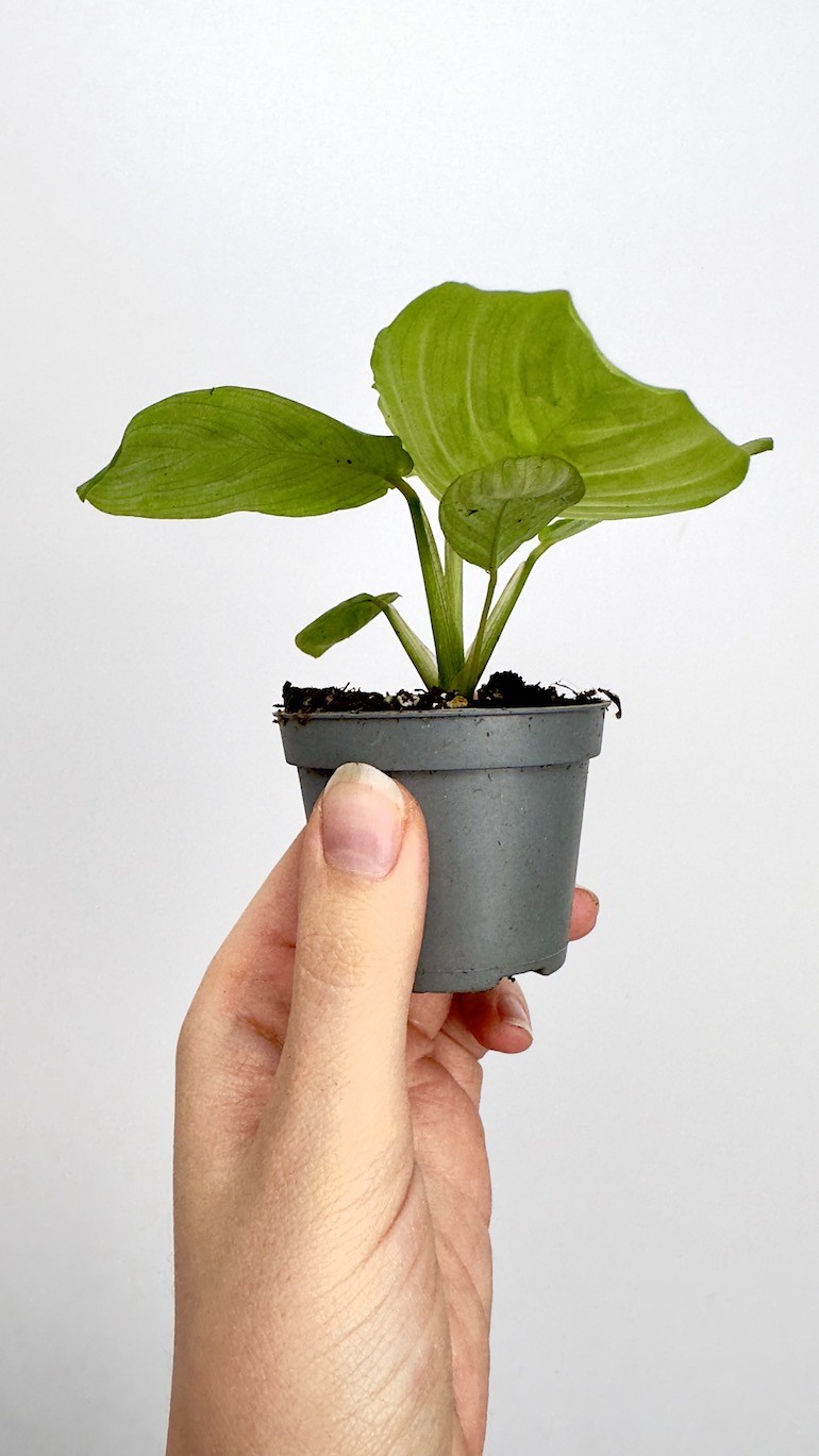 Maranta Lemon Lime