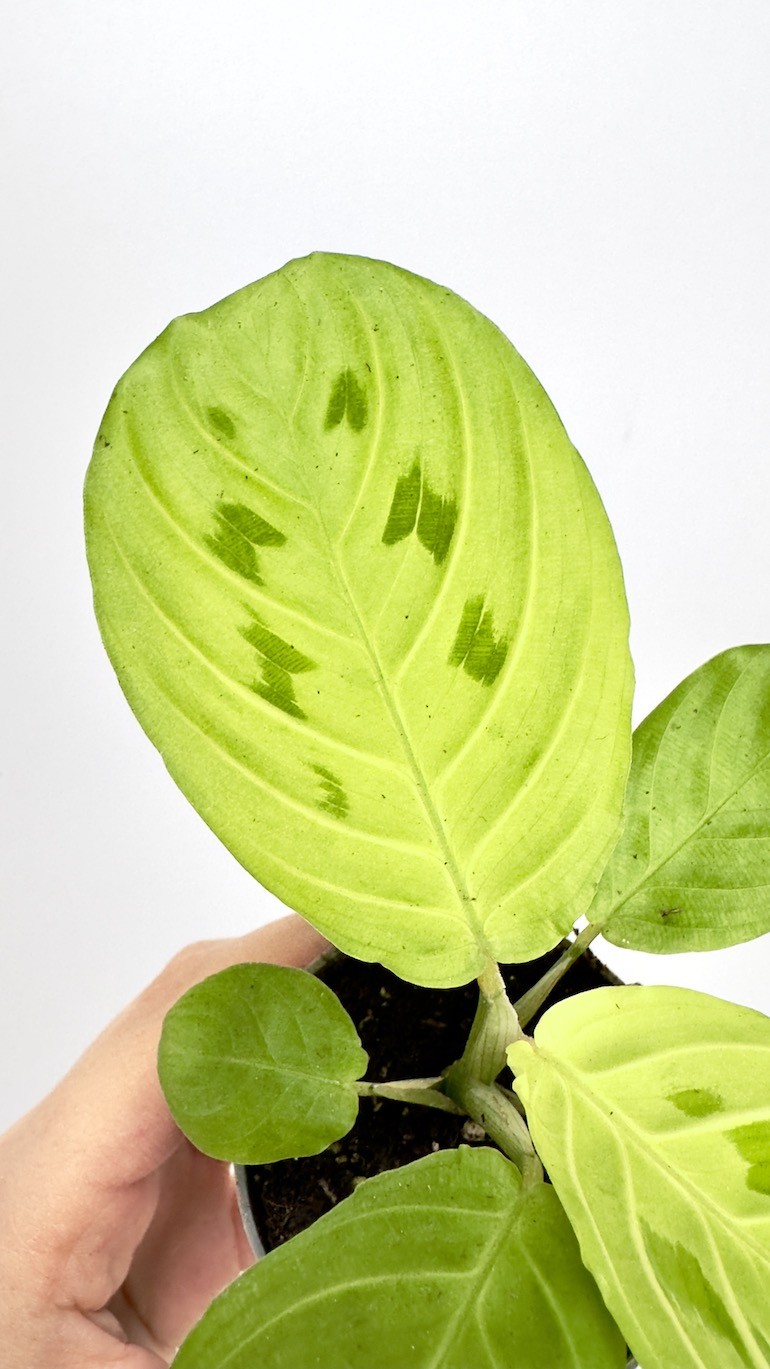 Maranta Lemon Lime
