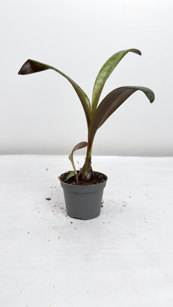 Cebulica fiołkowa- Scilla Violacea