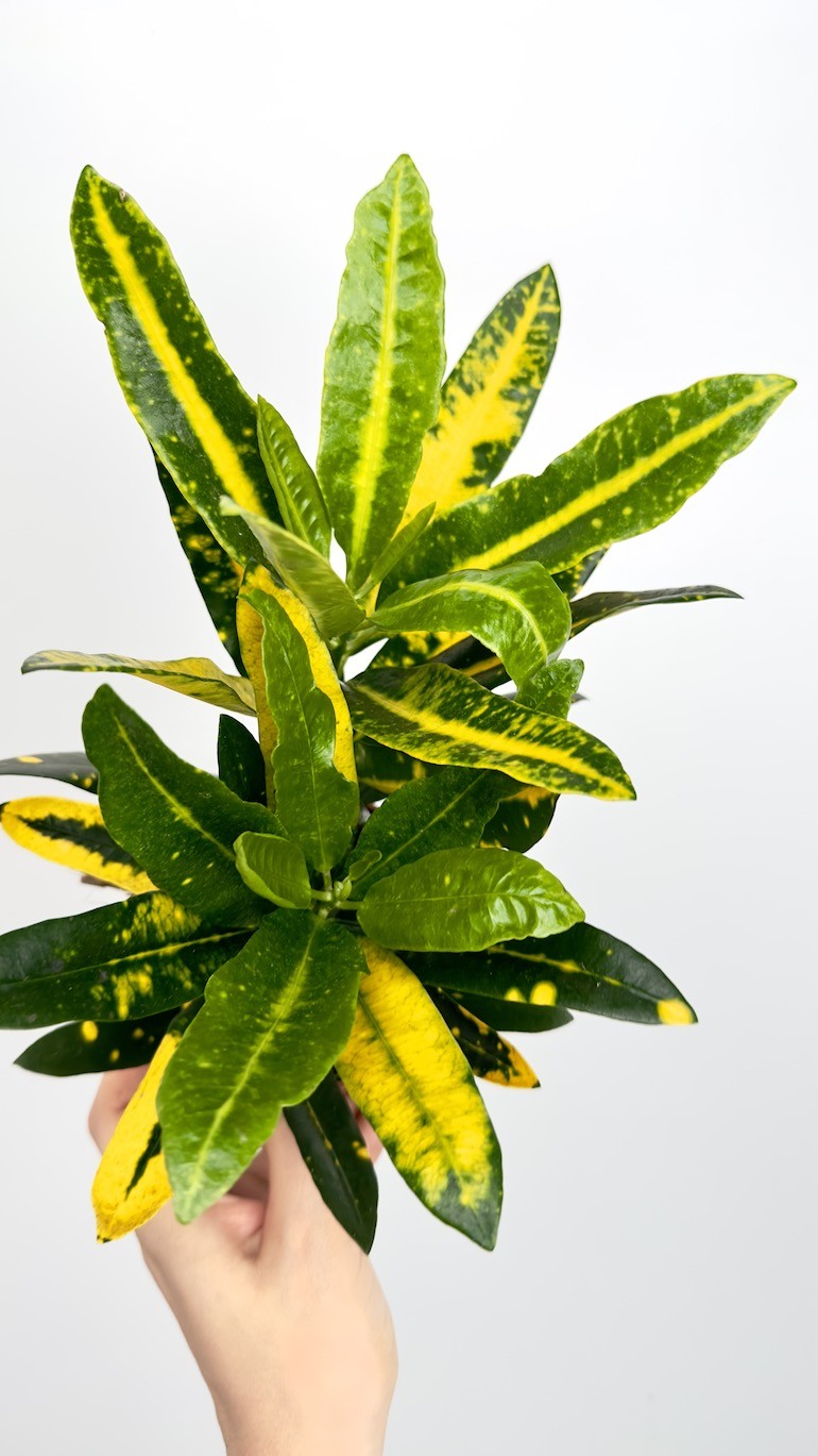 Kroton- Codiaeum sunny star