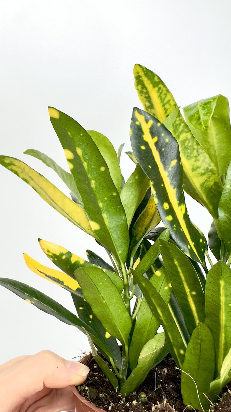Kroton- Codiaeum sunny star