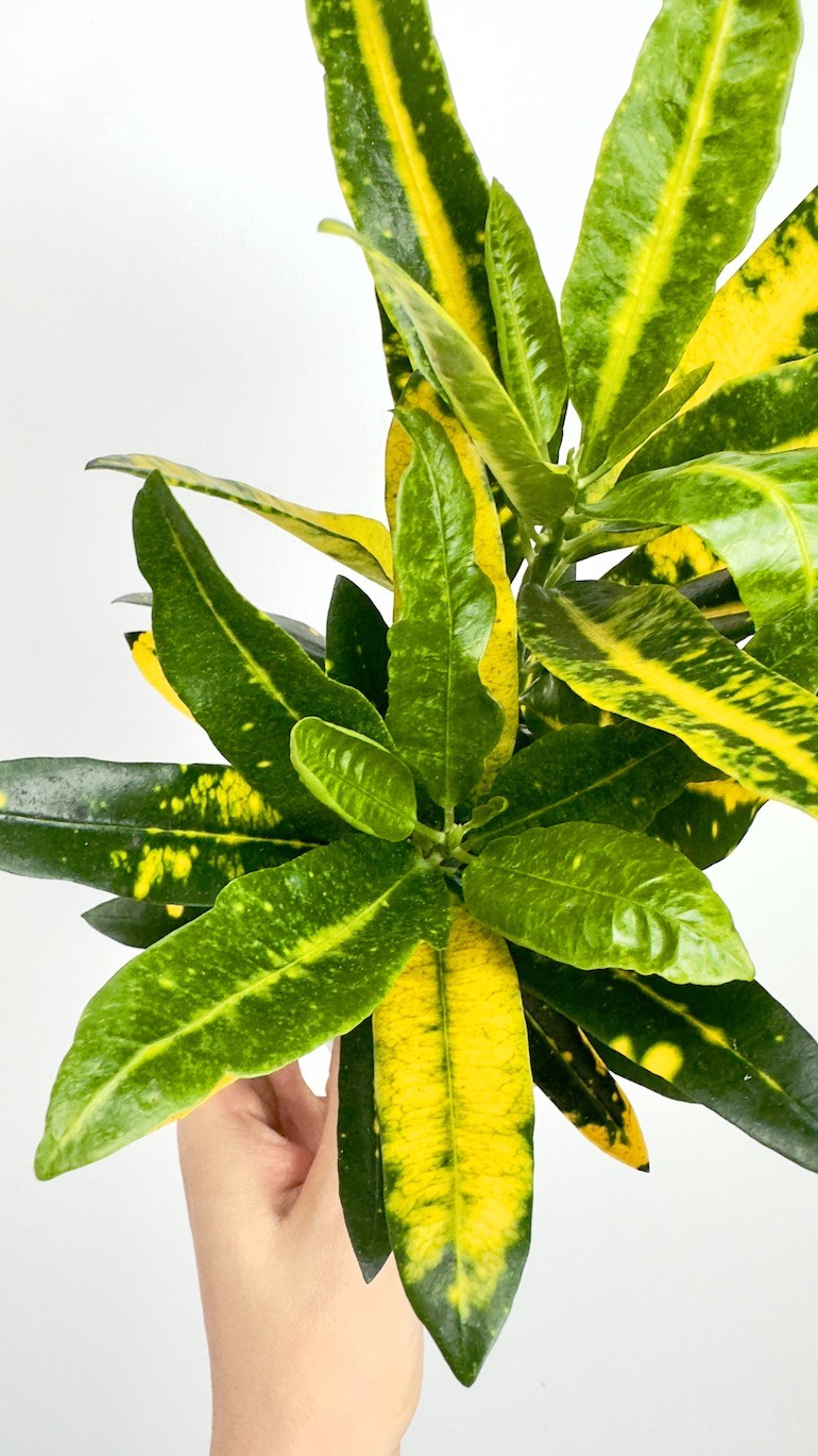 Kroton- Codiaeum sunny star