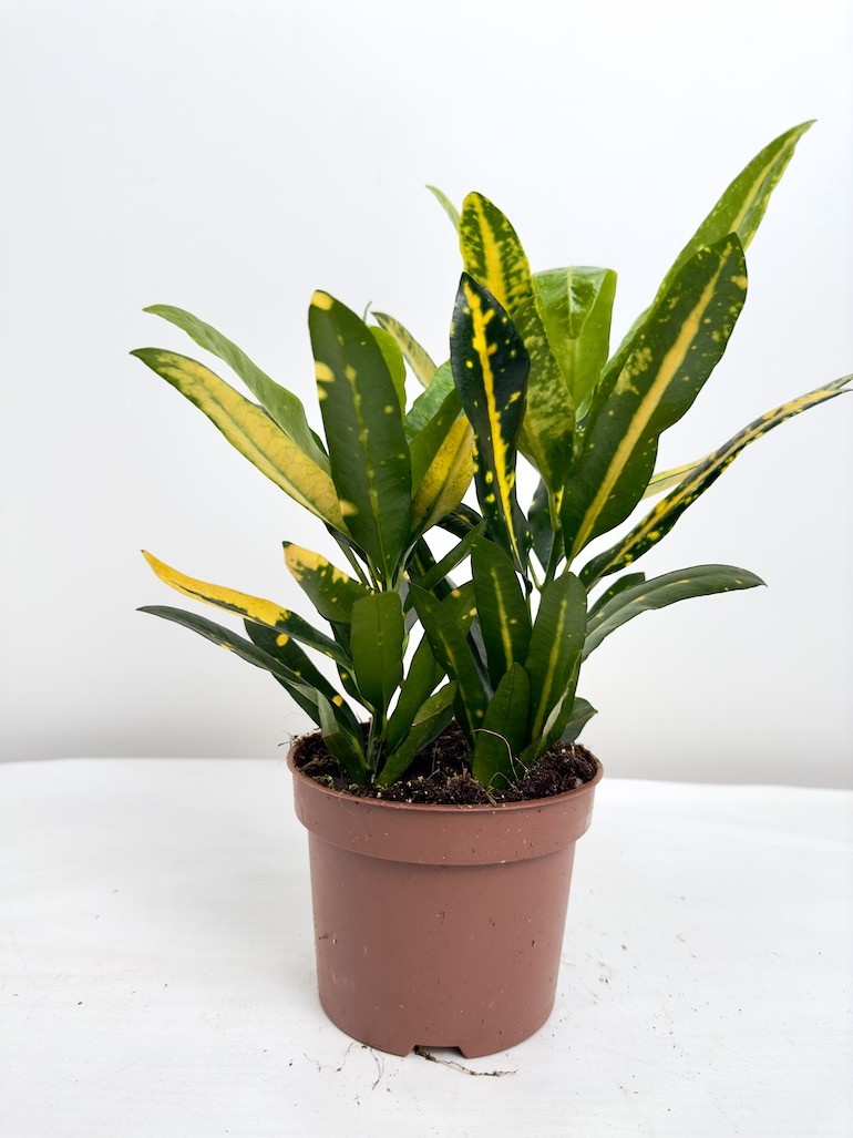 Kroton- Codiaeum sunny star