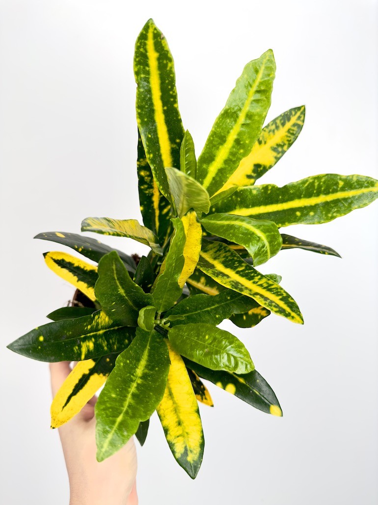 Kroton- Codiaeum sunny star