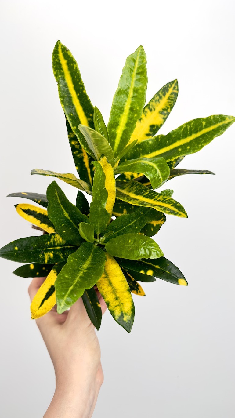 Kroton- Codiaeum sunny star