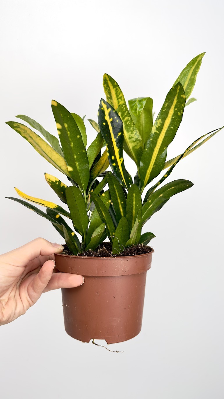 Kroton- Codiaeum sunny star