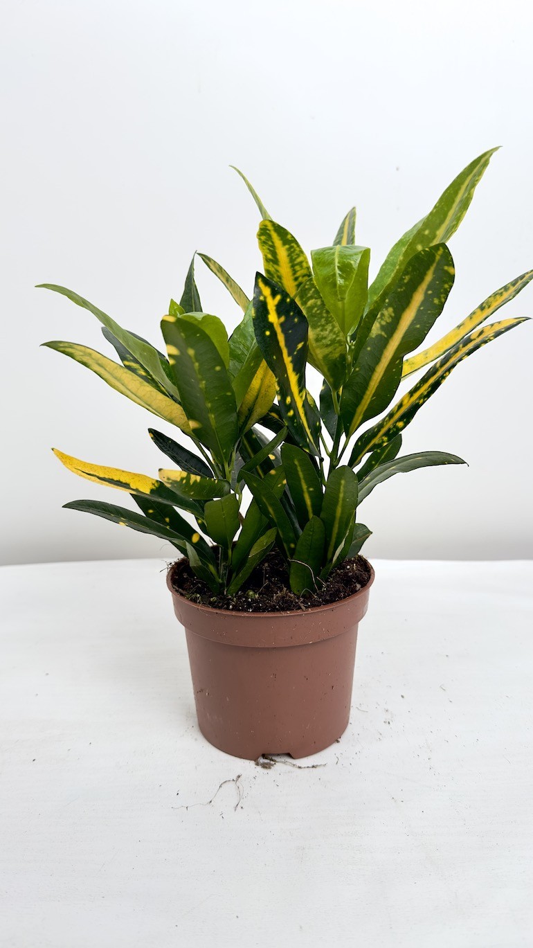 Kroton- Codiaeum sunny star