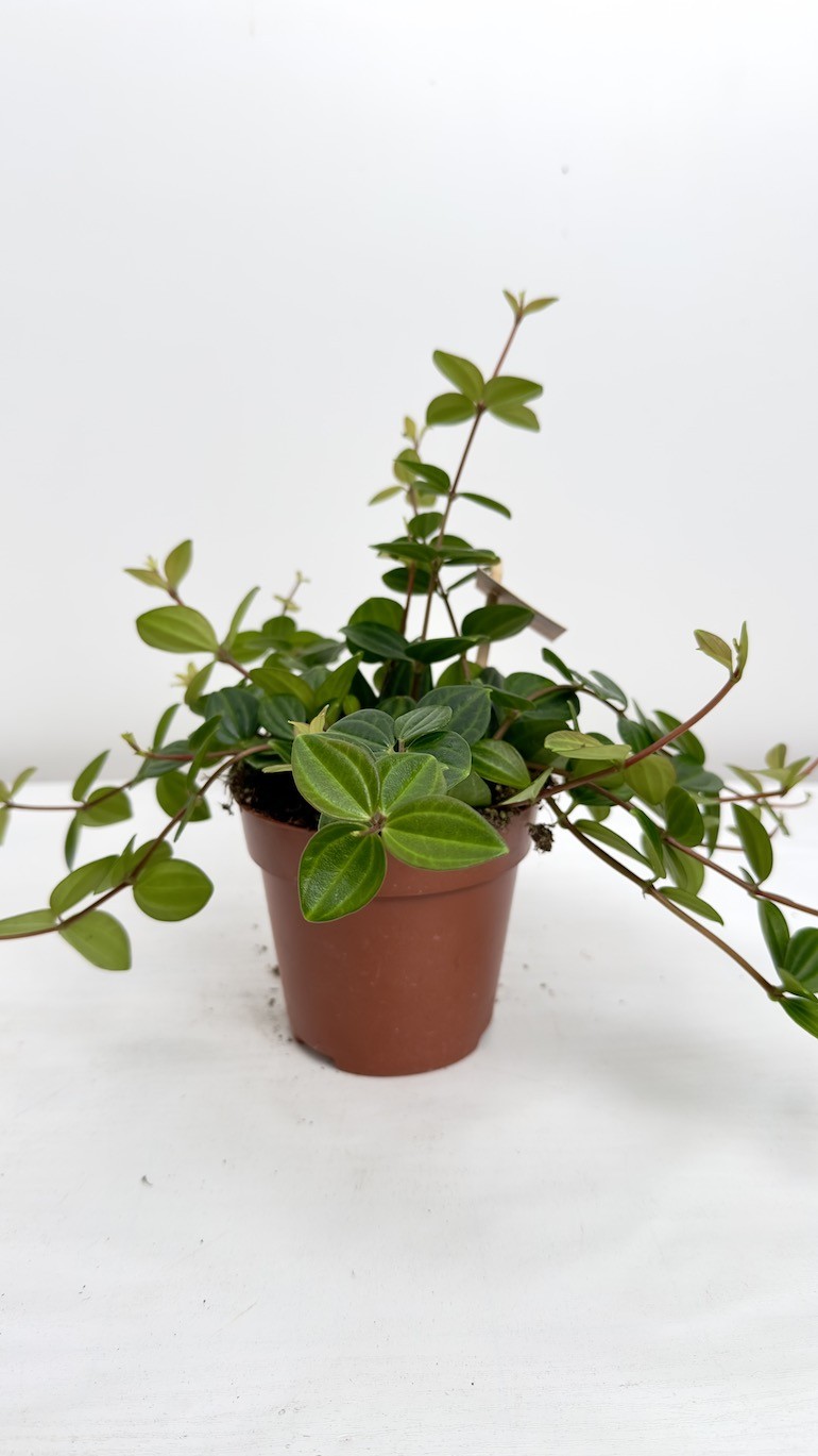 Peperomia Rocca Scuro