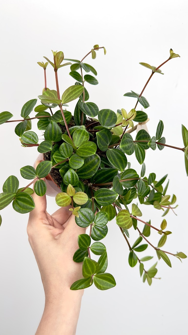Peperomia Rocca Scuro
