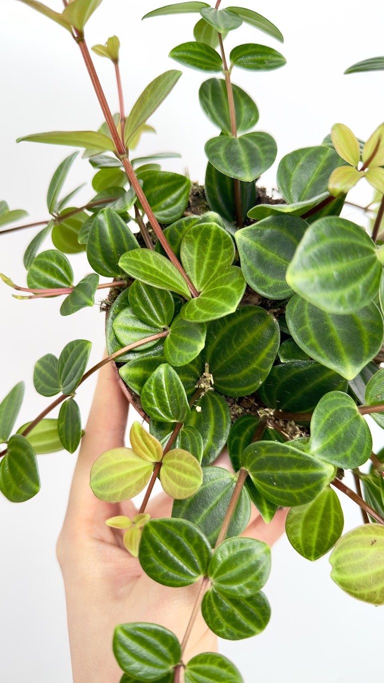 Peperomia Rocca Scuro