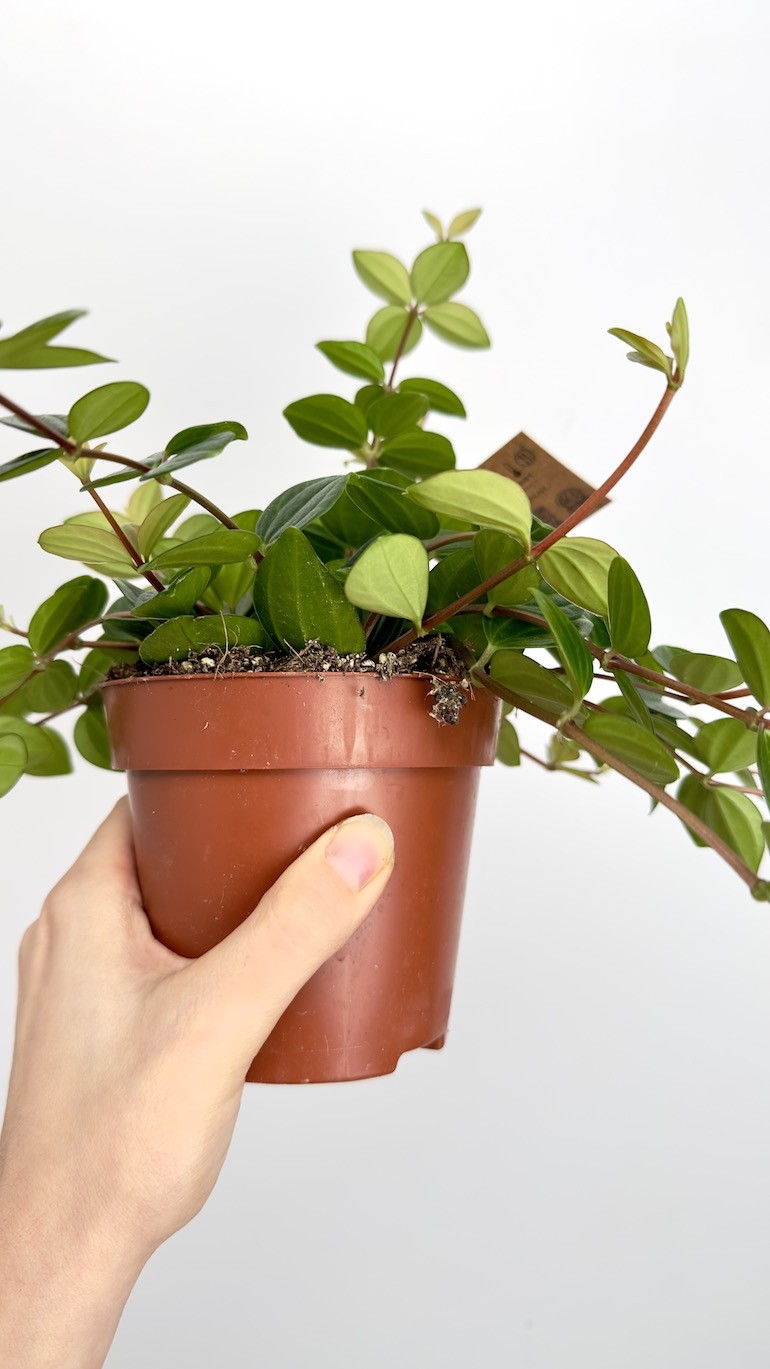 Peperomia Rocca Scuro