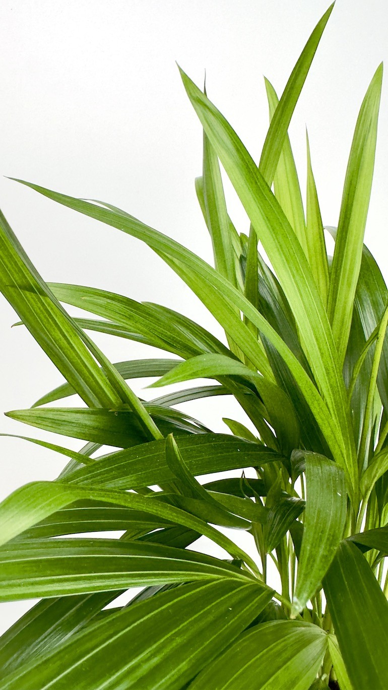 Areca-Piękna palma do Twojego wnętrza !