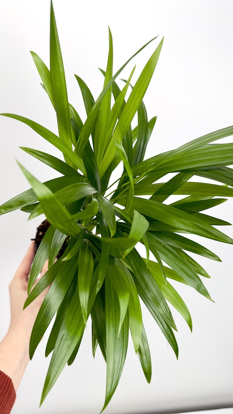Areca-Piękna palma do Twojego wnętrza !