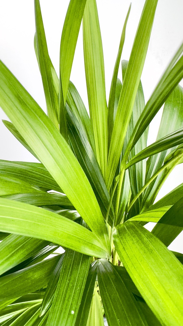Areca-Piękna palma do Twojego wnętrza !