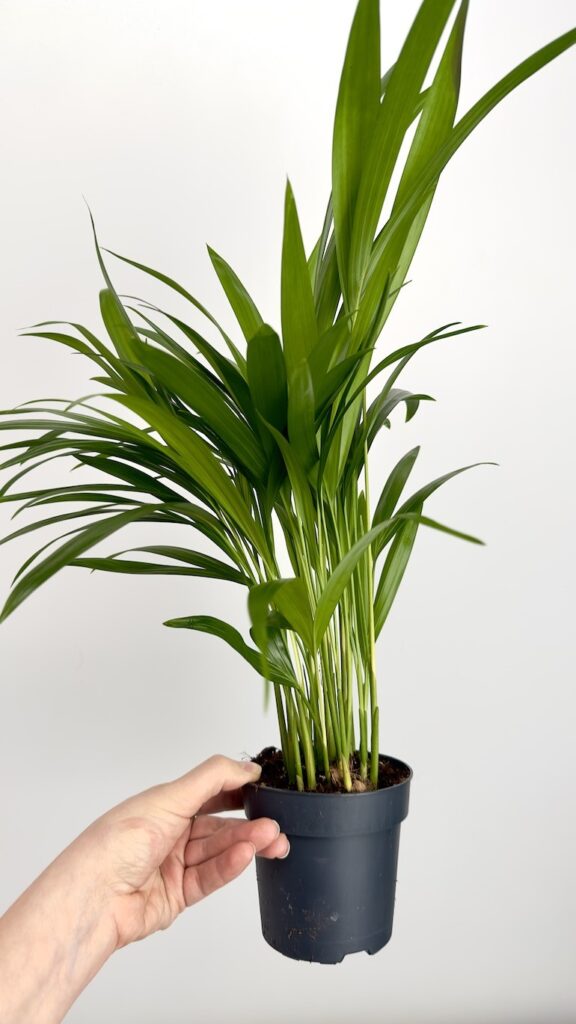 Areca-Piękna palma do Twojego wnętrza !