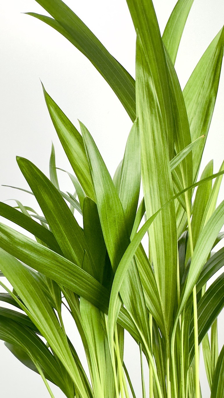 Areca-Piękna palma do Twojego wnętrza !
