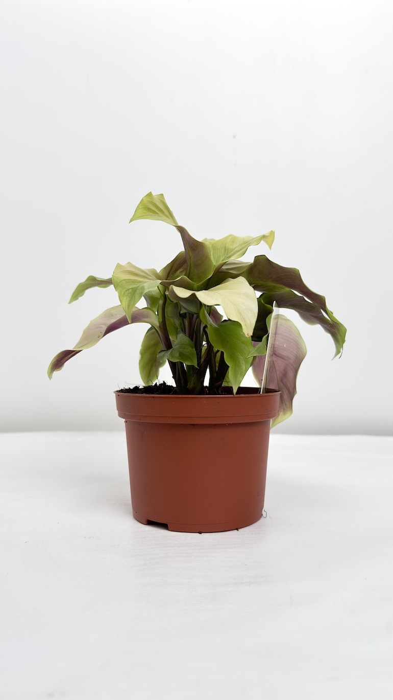 Calathea Fusion Yellow