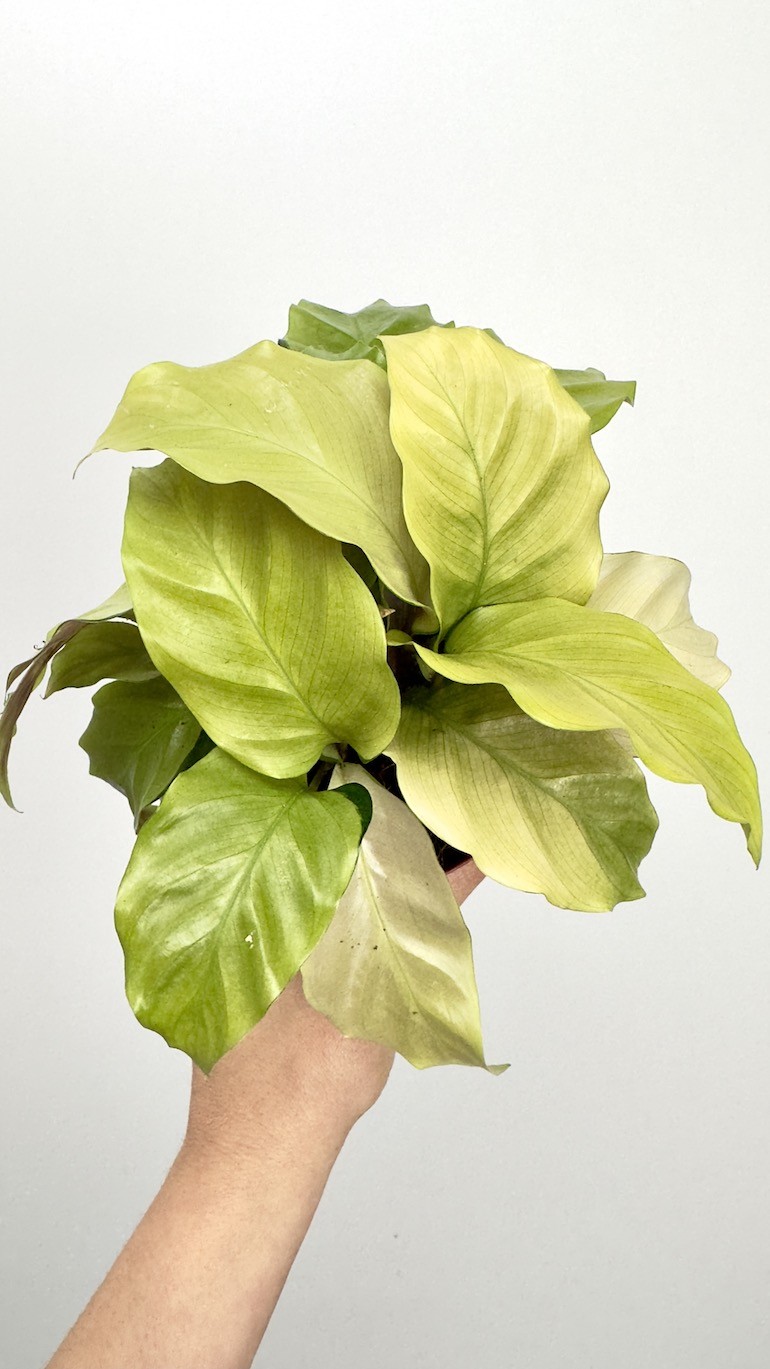 Calathea Fusion Yellow