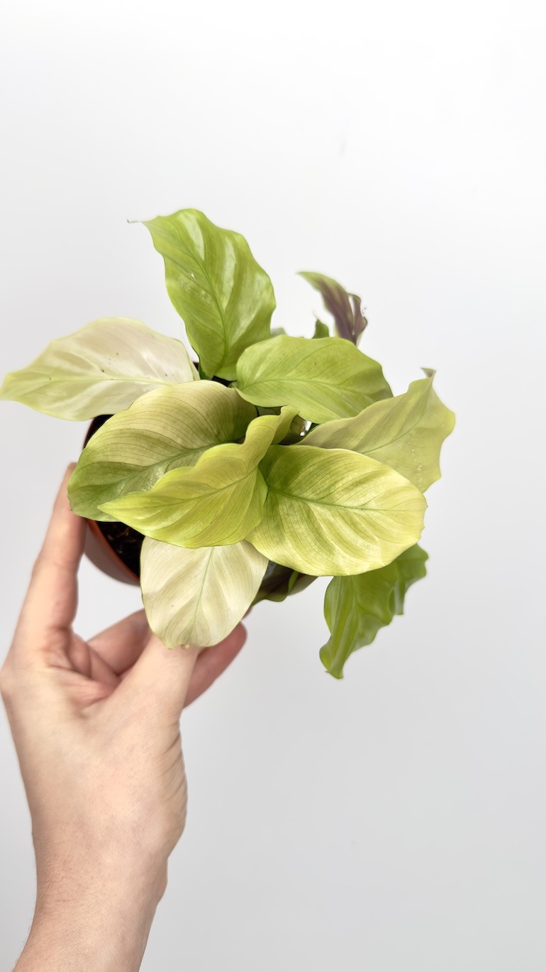 Calathea Fusion Yellow