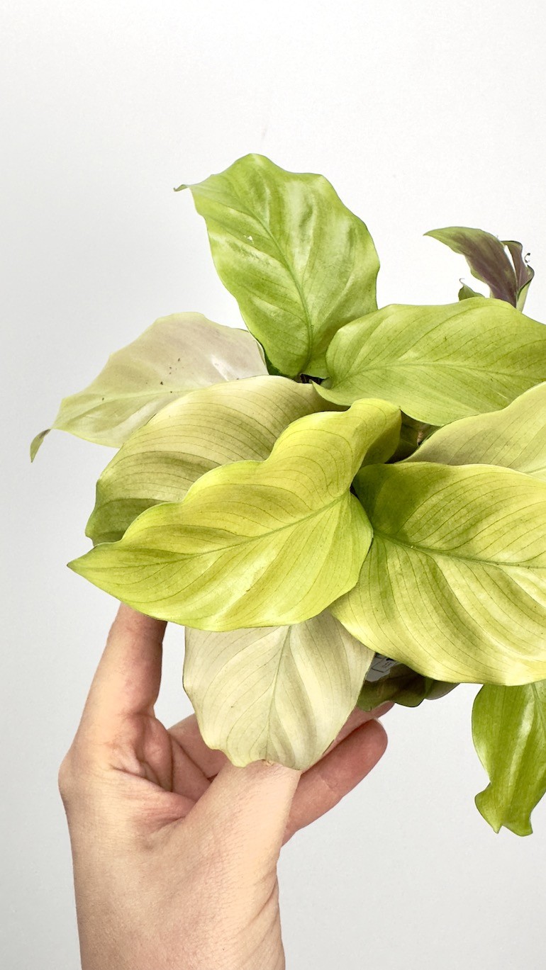 Calathea Fusion Yellow