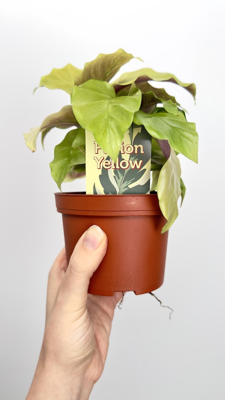 Calathea Fusion Yellow