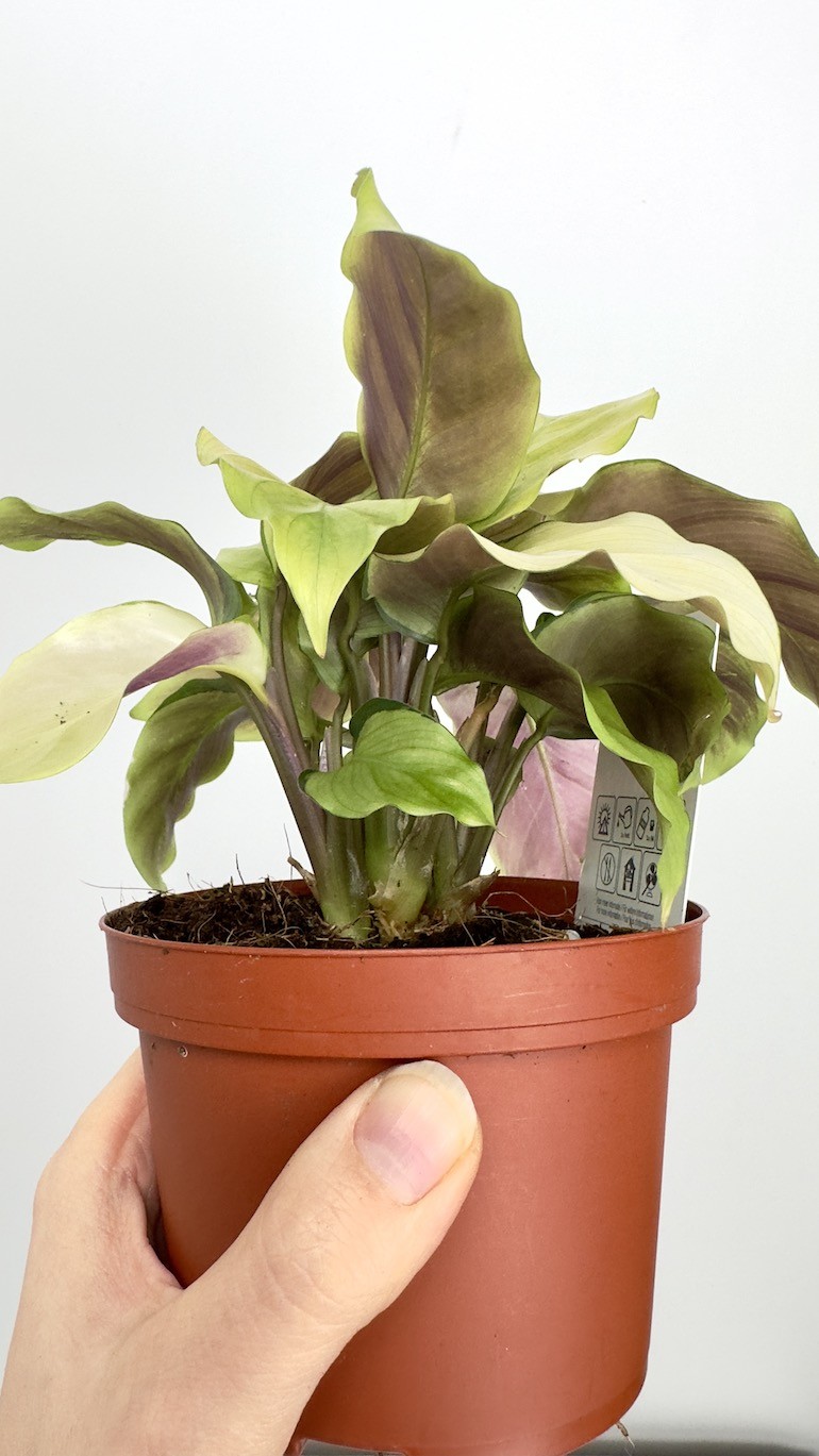 Calathea Fusion Yellow