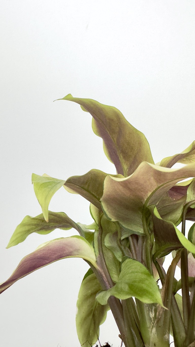 Calathea Fusion Yellow