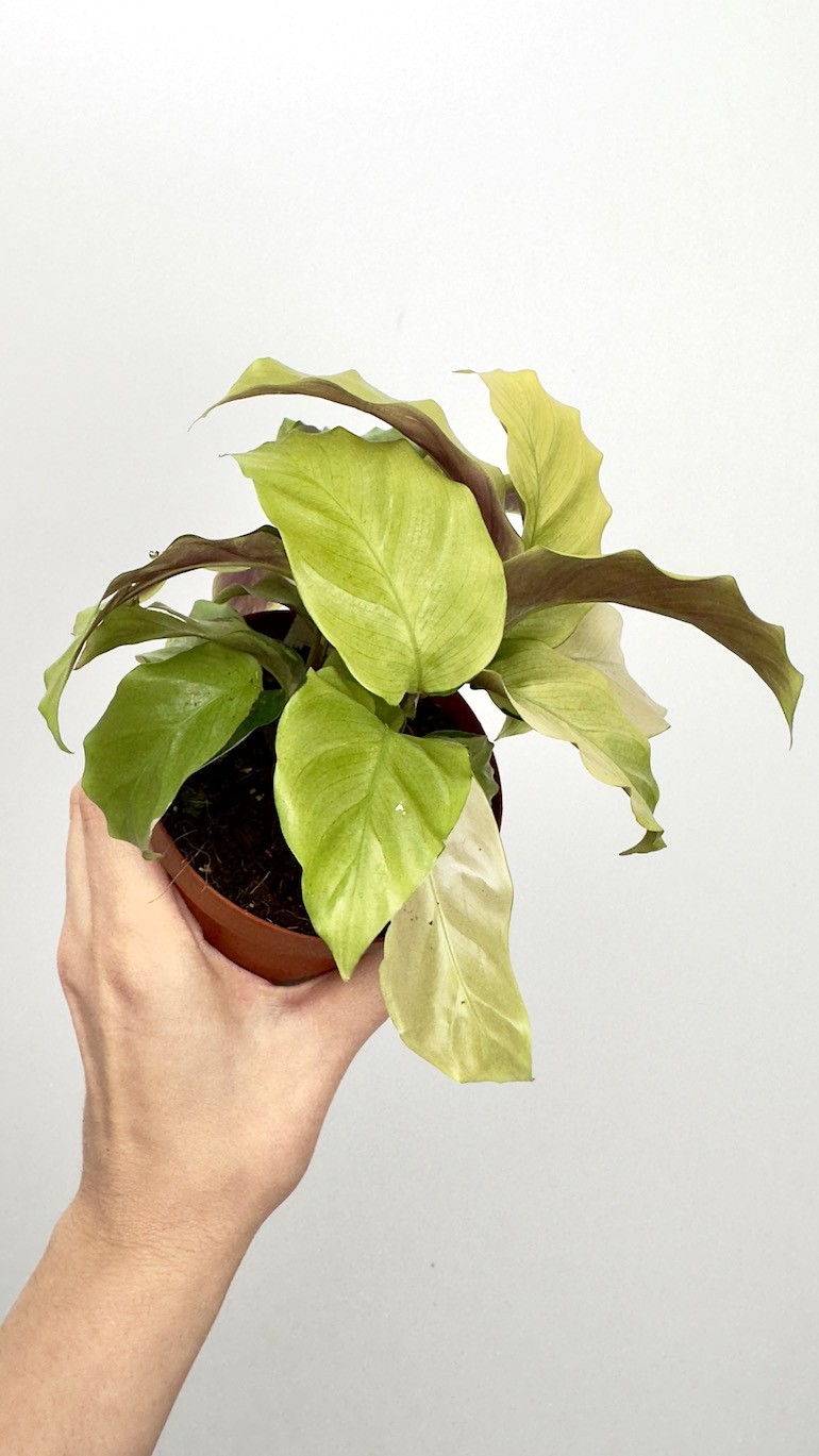 Calathea Fusion Yellow