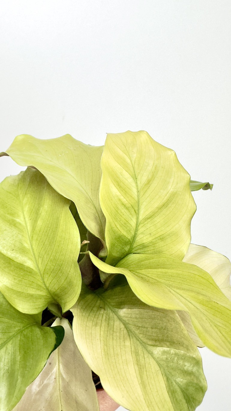Calathea Fusion Yellow
