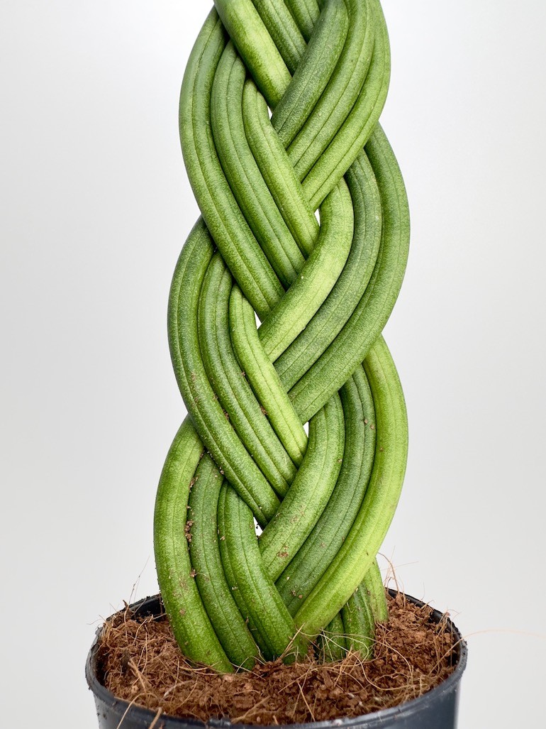 Sansevieria cylindrica-warkocz
