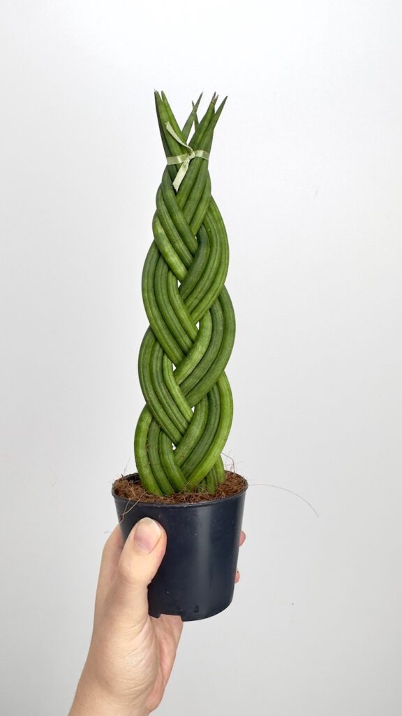 Sansevieria cylindrica-warkocz