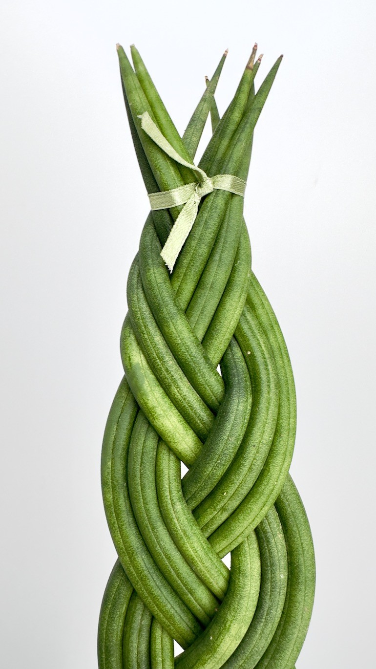 Sansevieria cylindrica-warkocz