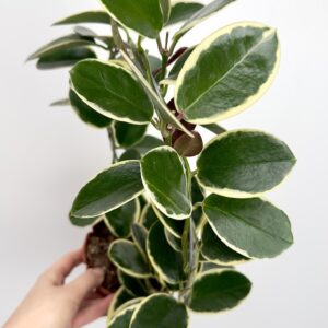 Hoya australis blondie-Hoya na kole