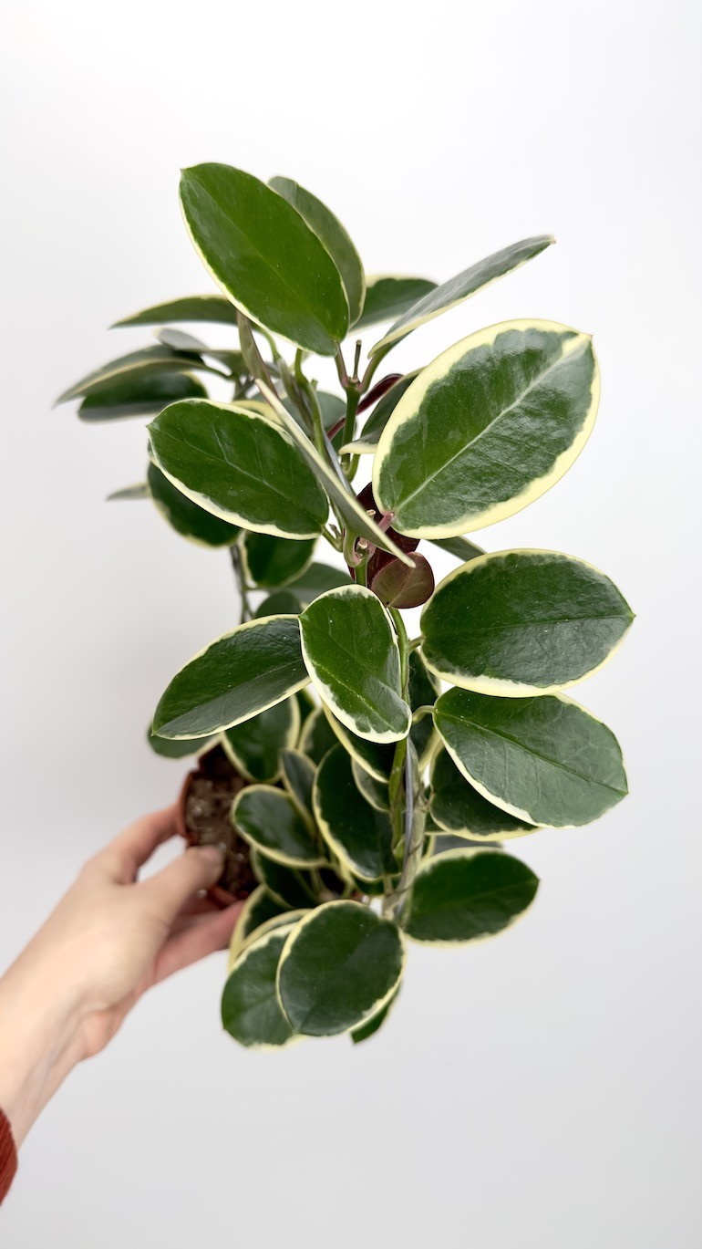 Hoya australis blondie-Hoya na kole